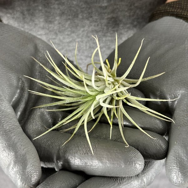 Y173 Tillandsia ionantha 'Druid' (台湾株)【3/26輸入・チランジア (ティランジア)・イオナンタ・ドルイド】_画像4