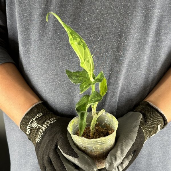 Y193「細葉」Aglaonema pictum tricolor 'Star Spot' (台湾株)【3/26輸入・アグラオネマ・ピクタム・トリカラー・アロイド】の画像3