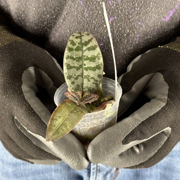 Y233 Phal. schilleriana 'MSH' (台湾株)【3/26輸入・洋蘭原種・ファレノプシス (Phalaenopsis)・シレリアナ・エムエスエイチ】の画像3