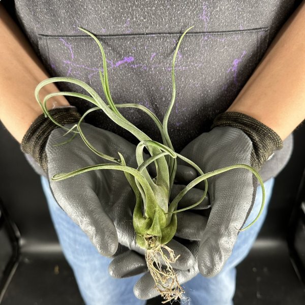 Y259 Tillandsia caput-medusae (台湾株)【3/26輸入・エアープランツ・チランジア(ティランジア)・カプトメデューサエ】の画像2