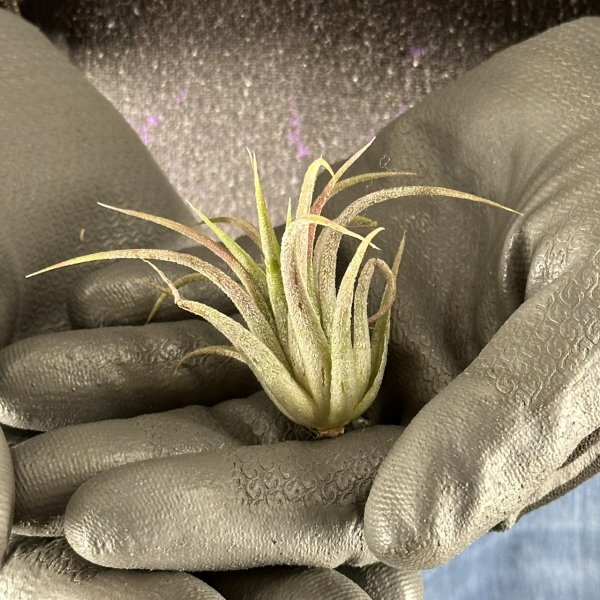 Y263 Tillandsia ionantha 'Peach' (台湾株)【3/26輸入・エアープランツ・チランジア (ティランジア)・イオナンタ・ピーチ】の画像3