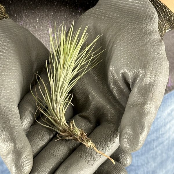 Y264 Tillandsia funckiana 'Silver' (台湾株)【3/26輸入・エアープランツ・チランジア (ティランジア)・フンキアナ・シルバー】の画像3