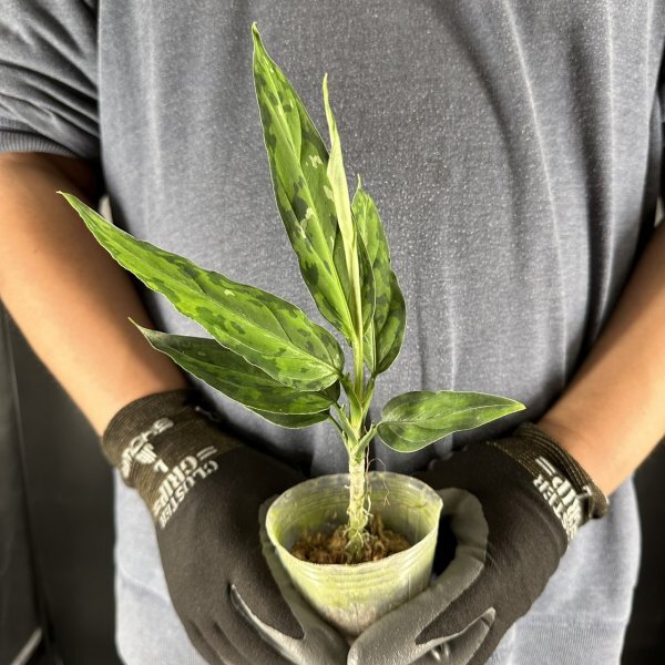 Y016「細葉・大株」Aglaonema pictum tricolor 'Star Spot' (台湾株)【3/26輸入・アグラオネマ・ピクタム・トリカラー・アロイド】の画像2