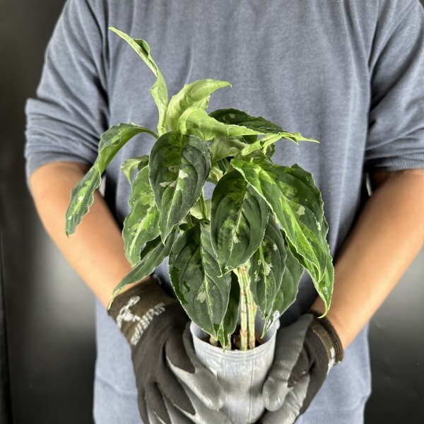 Y018「太葉・特大株」Aglaonema pictum tricolor (台湾株)【3/26輸入・アグラオネマ・ピクタム・トリカラー・アロイド】の画像4