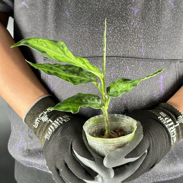 Y052「細葉・大株」Aglaonema pictum tricolor 'Star Spot' (台湾株)【3/26輸入・アグラオネマ・ピクタム・トリカラー・アロイド】_画像2