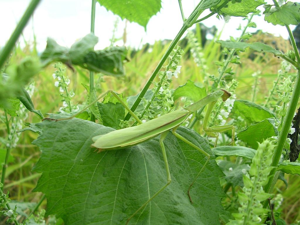 ♪♪♪　【毎年大人気です！！　】オオカマキリの卵のう2個　♪♪♪_画像5