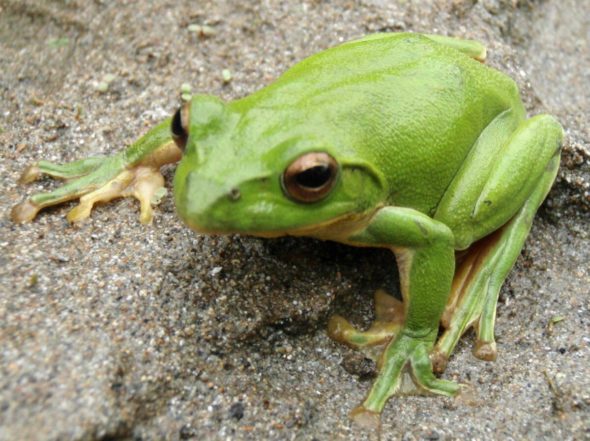 ♪♪　【冬眠から目覚めました　毎年大人気です！！】　かわいいシュレーゲルアオガエルのメス1匹！!　♪♪_画像1