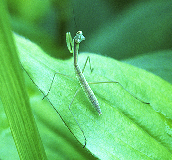 ♪♪♪　【毎年大人気です！！　】オオカマキリの卵のう2個　♪♪♪_画像4