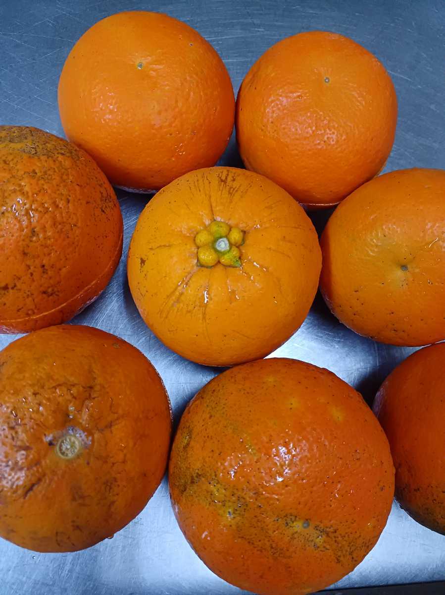  orange (....) vinegar 500mL 2 ps 
