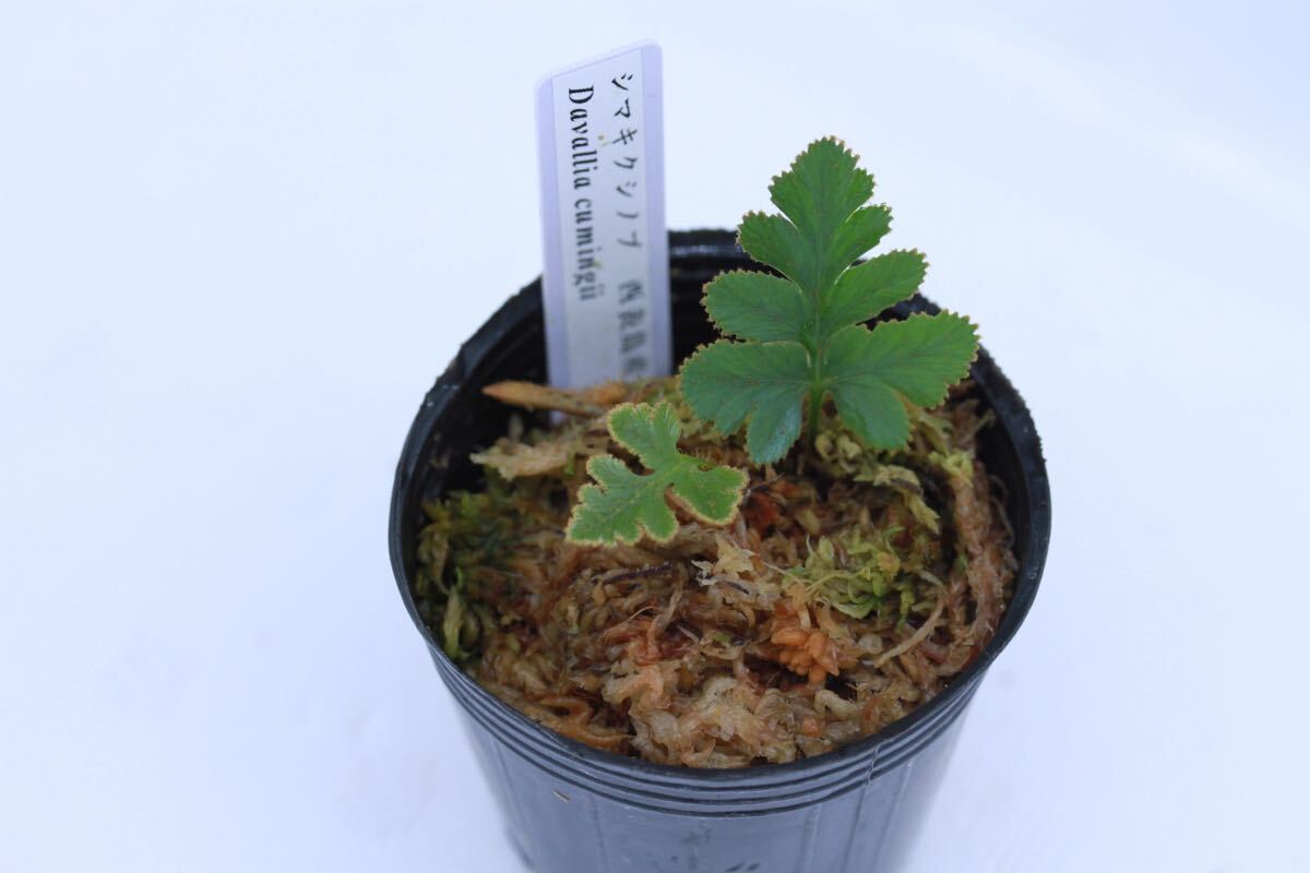 シマキクシノブ Davallia(Humata) cumingii西表島産 増殖株 シダ 観葉植物 ビバリウム テラリウムの画像1