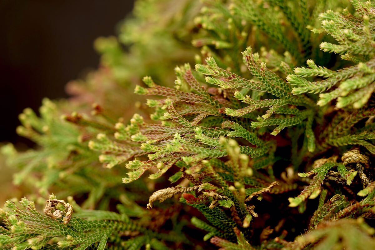 山野草 いわひば 茜の華　6号鉢植え　ゆうパック発送_画像4