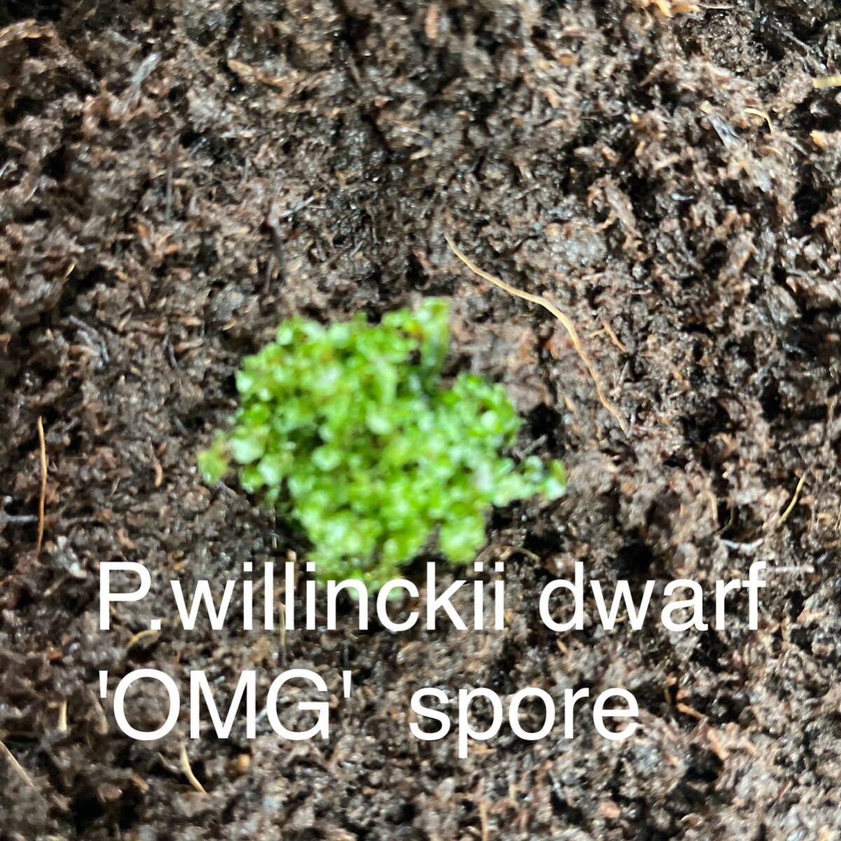 P.willinckii dwarf 'OMG' spore2の画像1