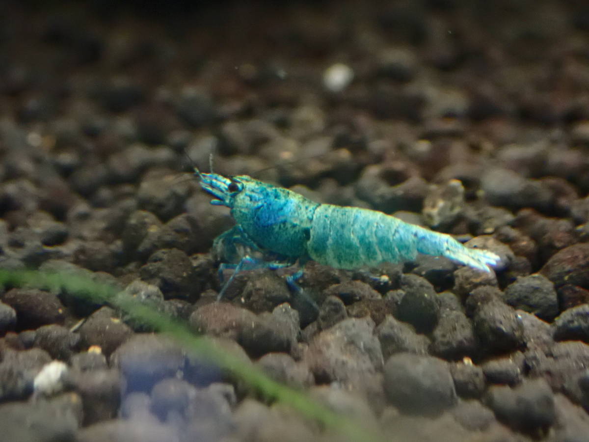  turquoise shadow shrimp 3 pcs # bee shrimp # Cherry shrimp 