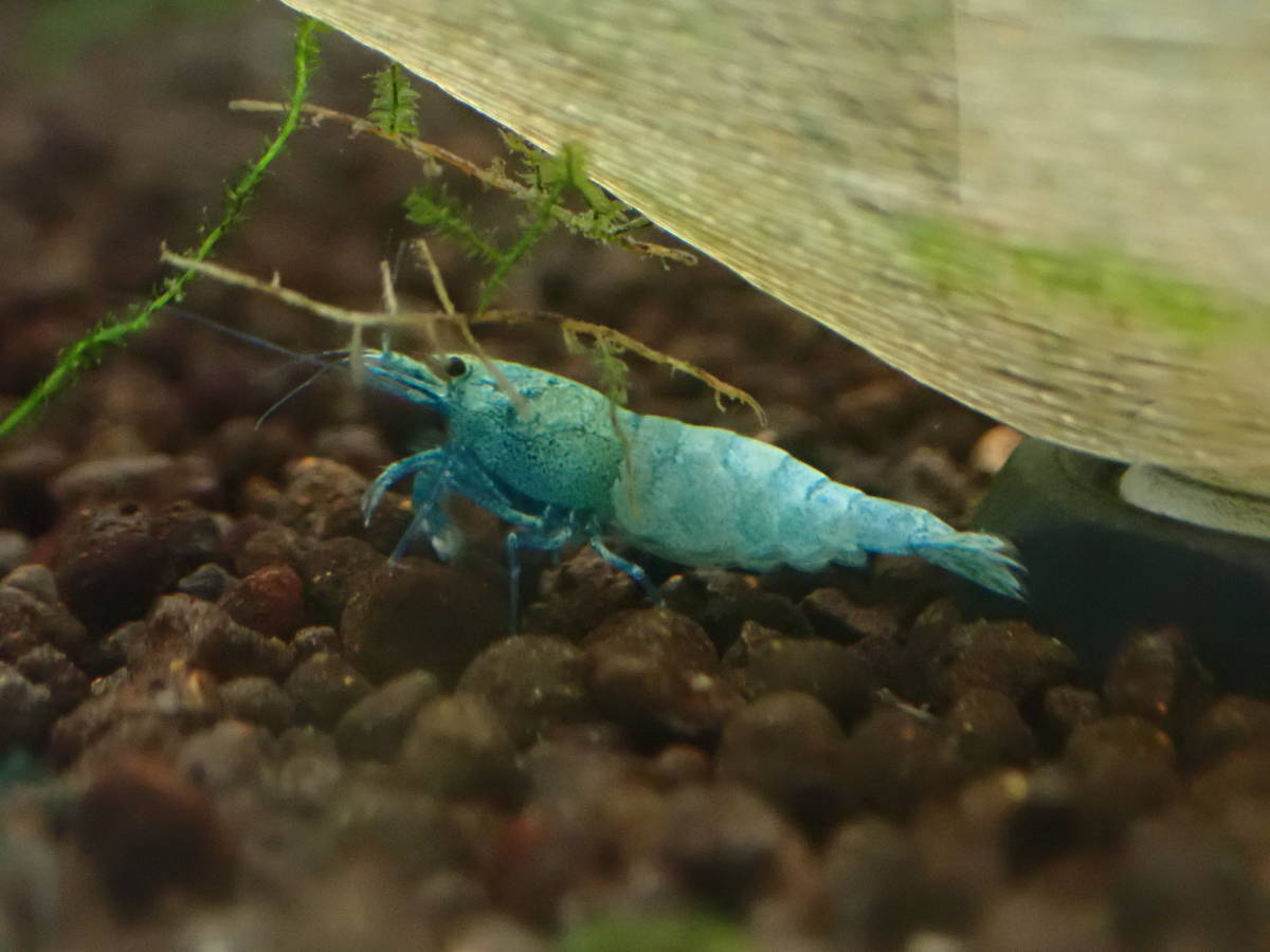  turquoise shadow shrimp 3 pcs # bee shrimp # Cherry shrimp 
