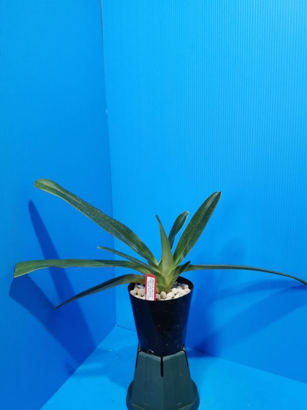 ◇◇洋蘭祭り◇◇ Paph. Lady Isabel 'Hiuchi' HCC/JOS 96'6 (75p)の画像2