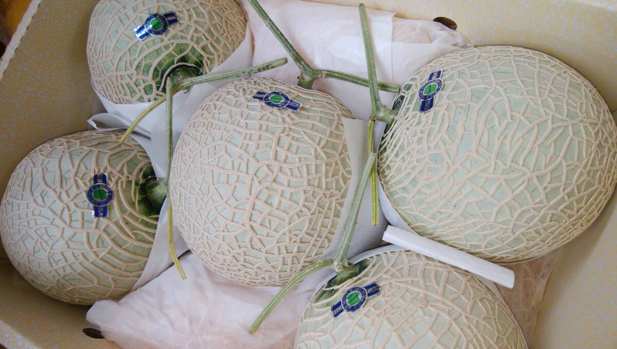 1 jpy ~ start [ Kochi prefecture production ] night . emerald melon 5 sphere approximately 9.4~9.7.~ home use ~