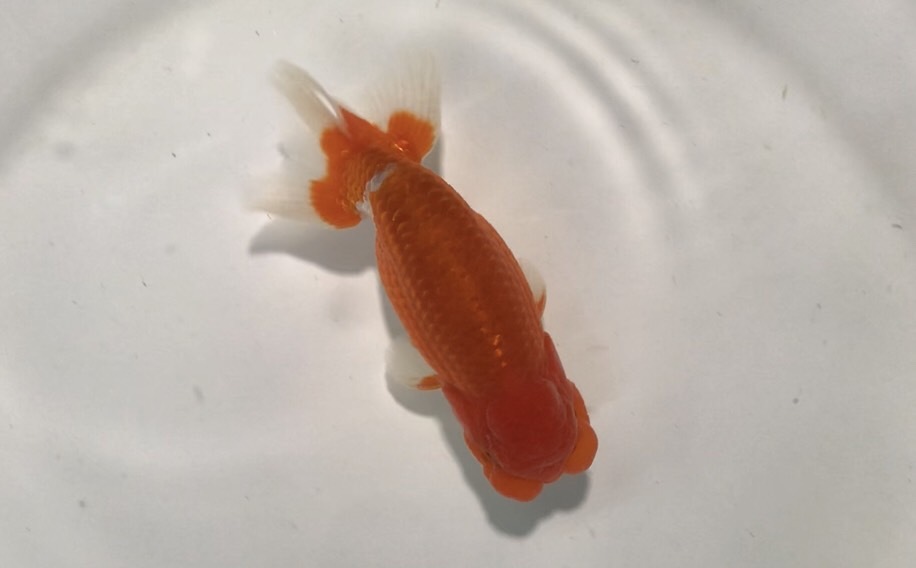 [ many old goldfish ] excellent system * golgfish *2 -years old male ( animation equipped )