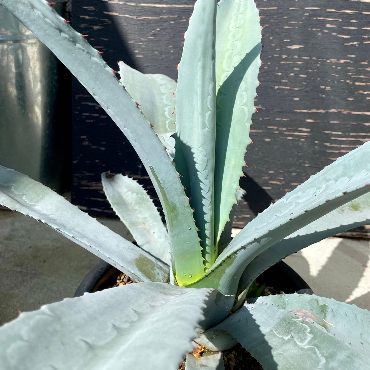 Agave america var.franzosinii アガベフランゾシーニ