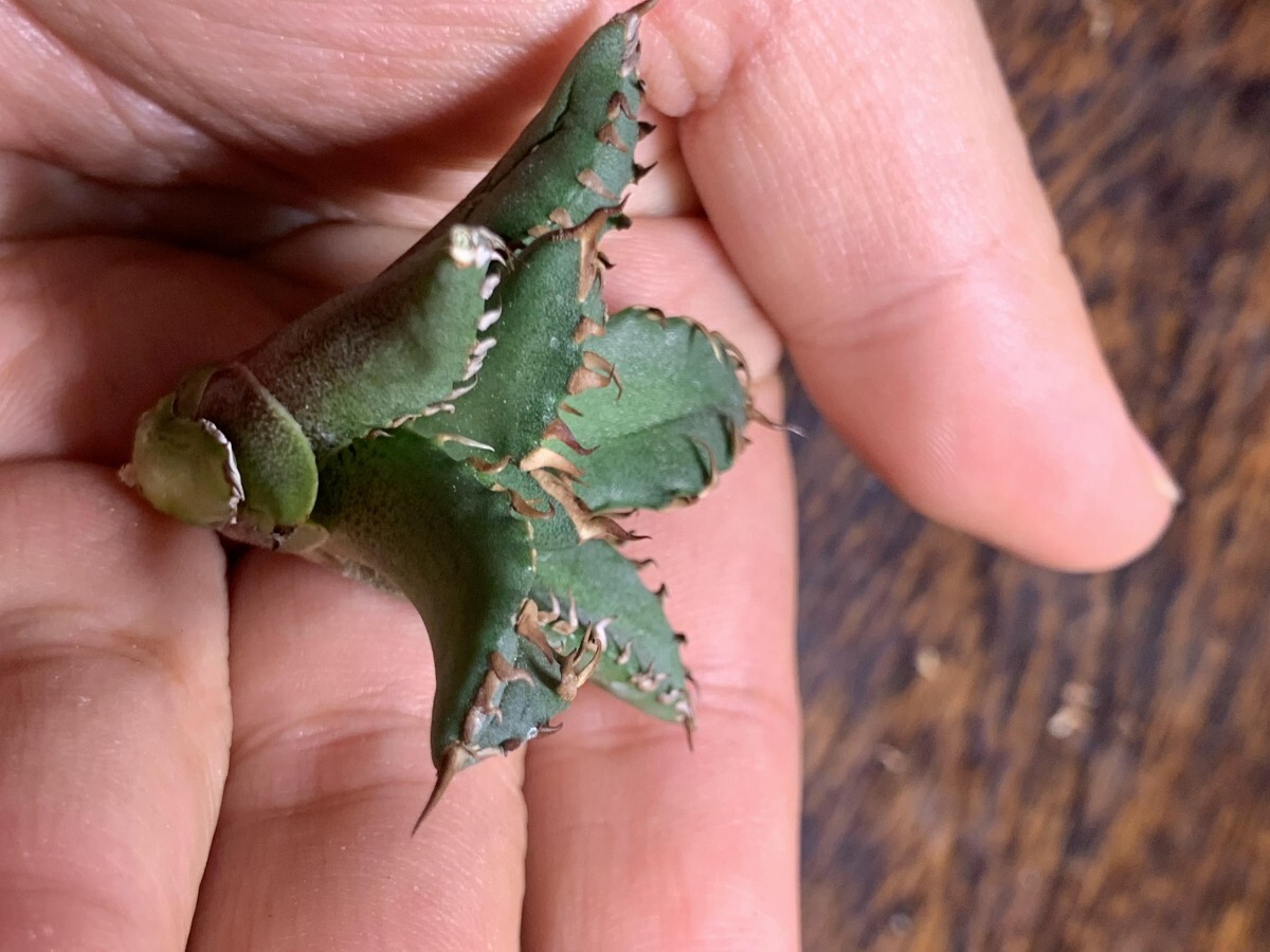 H292多肉植物アガベ チタノタ Agave titanota ‘熊 強棘 狂刺 子株の画像9