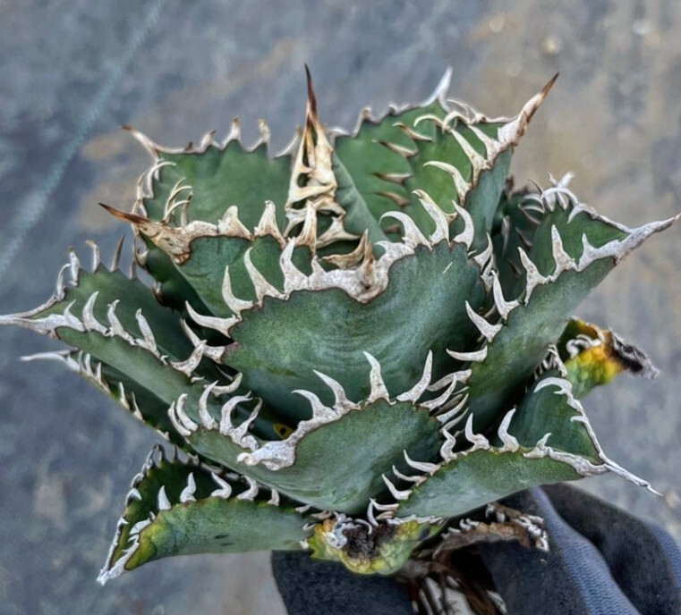 BJ176 多肉植物 チタノタ Agave titanota 鳳凰の画像1