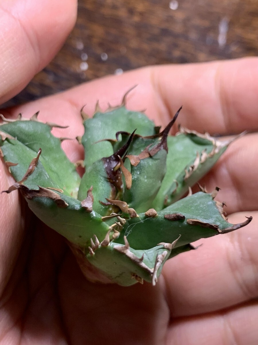 M5多肉植物アガベ チタノタ Agave titanota ‘包心龍’の画像3