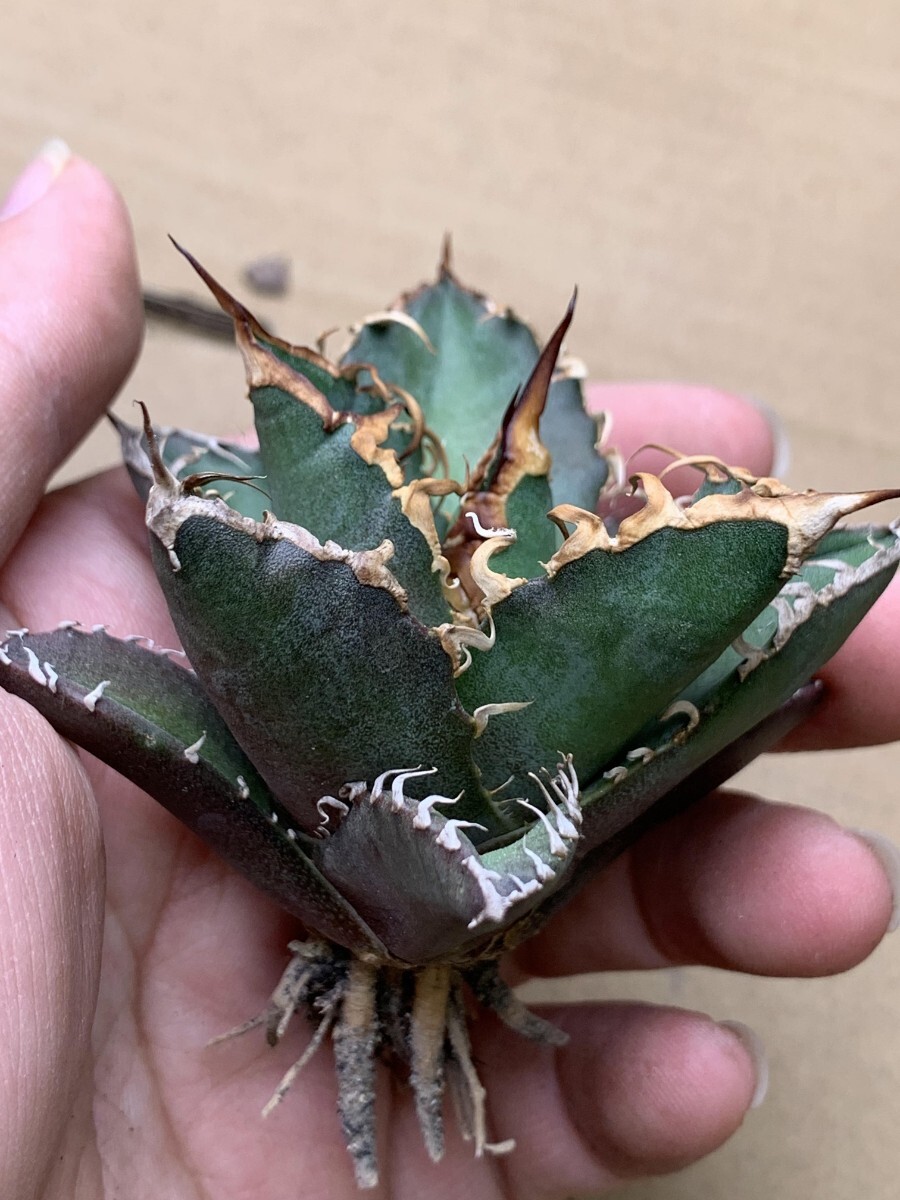 XH66多肉植物アガベ チタノタ Agave titanota ‘包心龍’の画像5