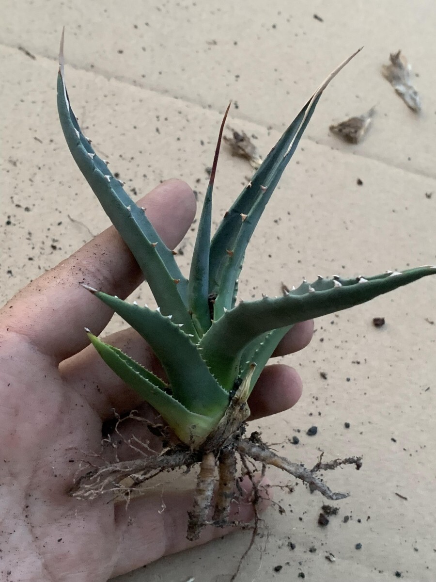 HA31アガベ ユタエンシス Agave utahensisの画像4