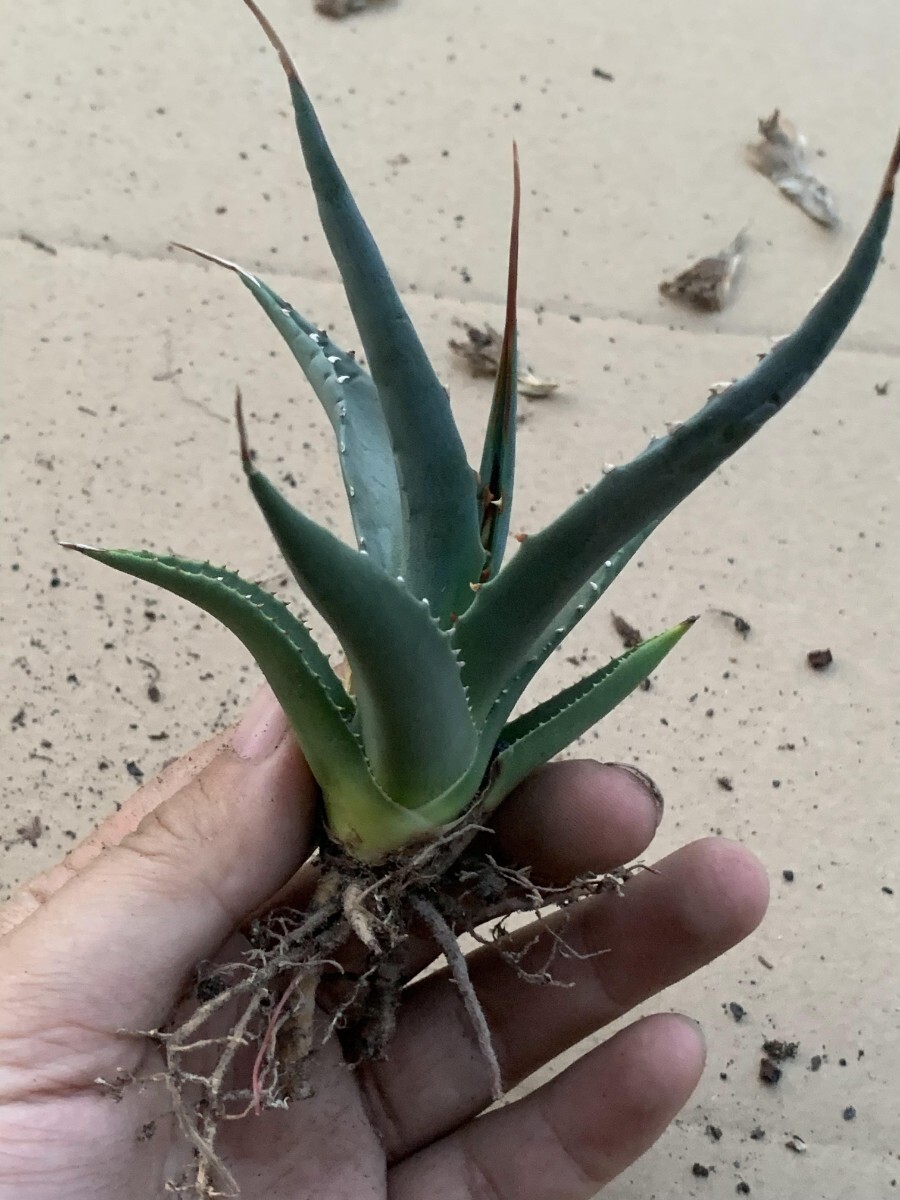 HA31アガベ ユタエンシス Agave utahensisの画像6