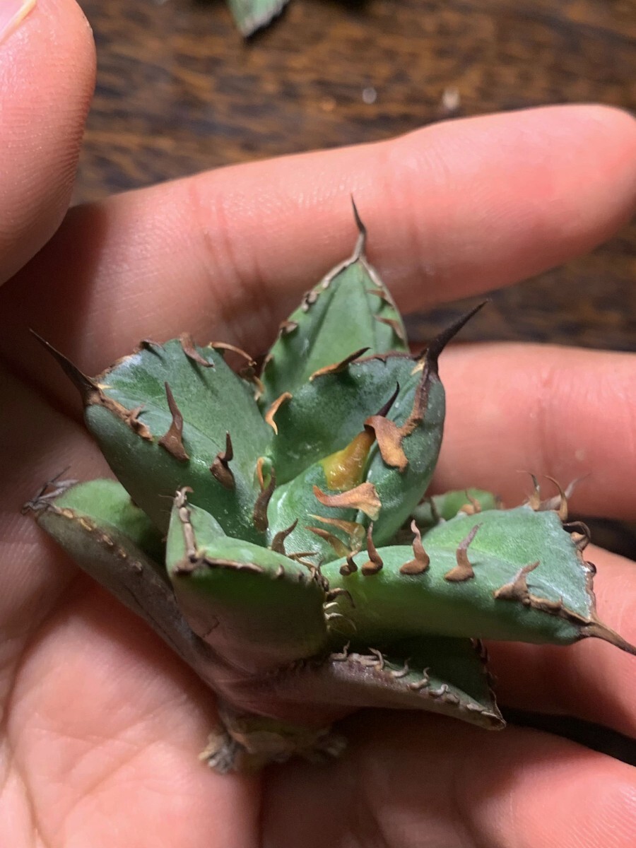 H317多肉植物アガベ チタノタAgave titanota ‘金剛狼’の画像8