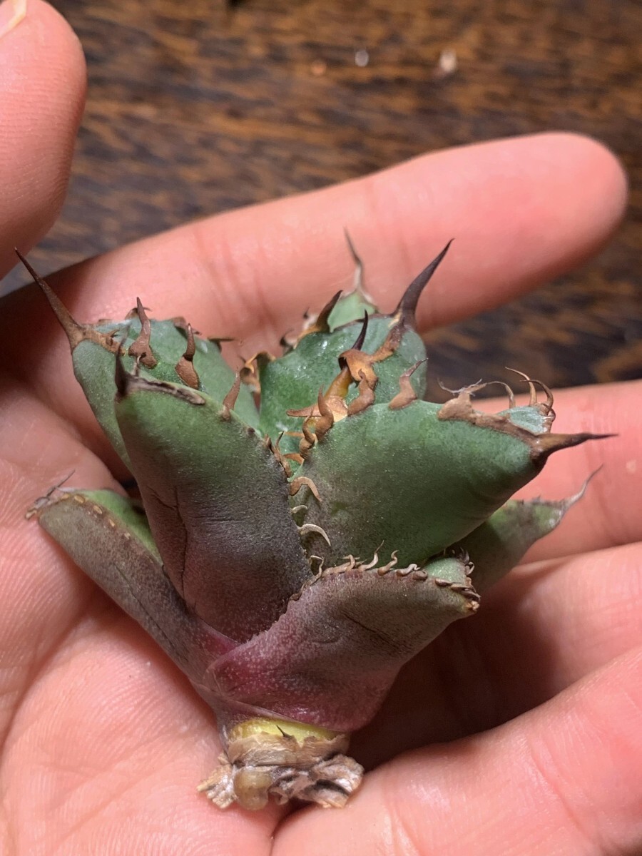 H317多肉植物アガベ チタノタAgave titanota ‘金剛狼’の画像10