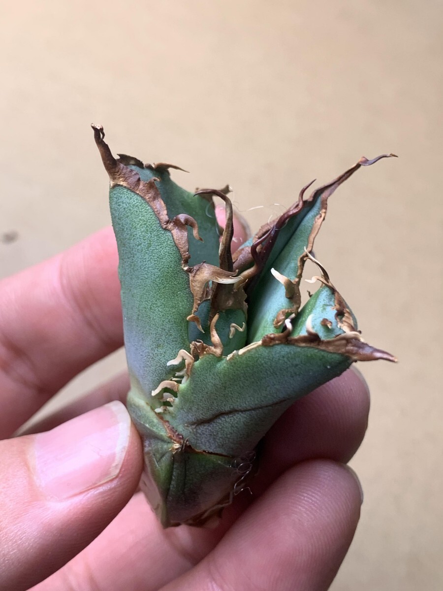 BJ144多肉植物 アガベ チタノタ Agave titanota麻花龍_画像3