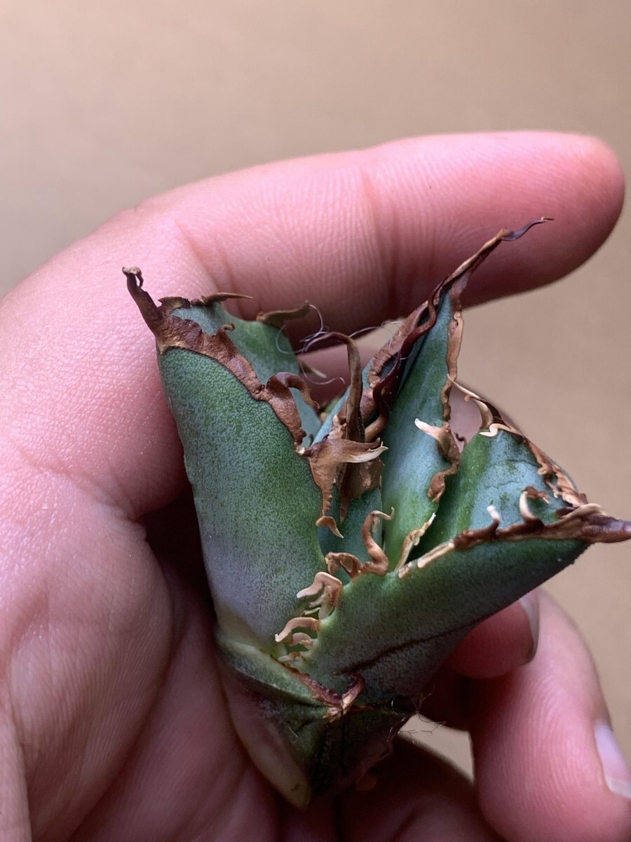 BJ144多肉植物 アガベ チタノタ Agave titanota麻花龍の画像8