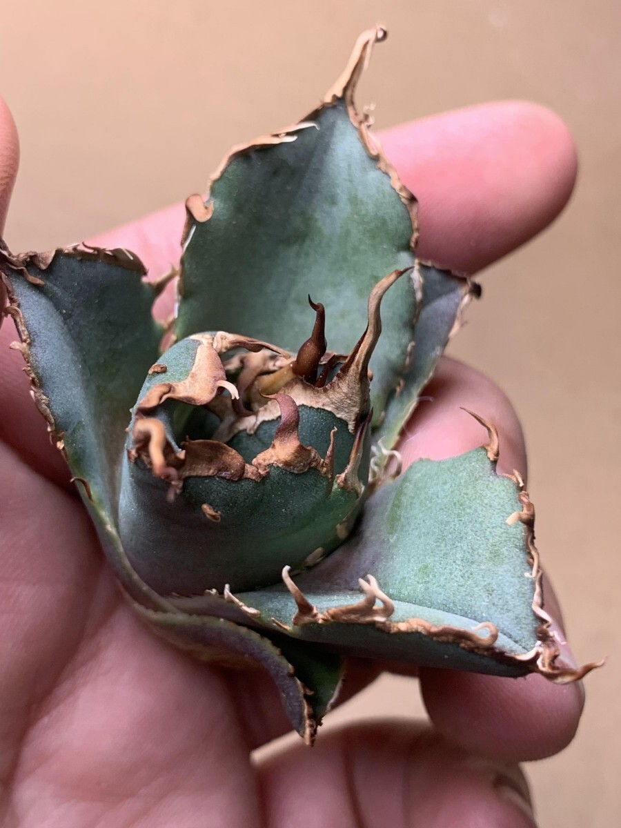 BJ171 succulent plant agave chitanota thousand hand . sound carefuly selected finest quality . madness ..