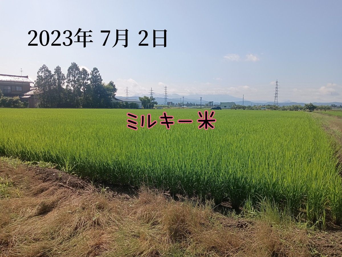 特別栽培米新潟県産ミルキークイーン5k