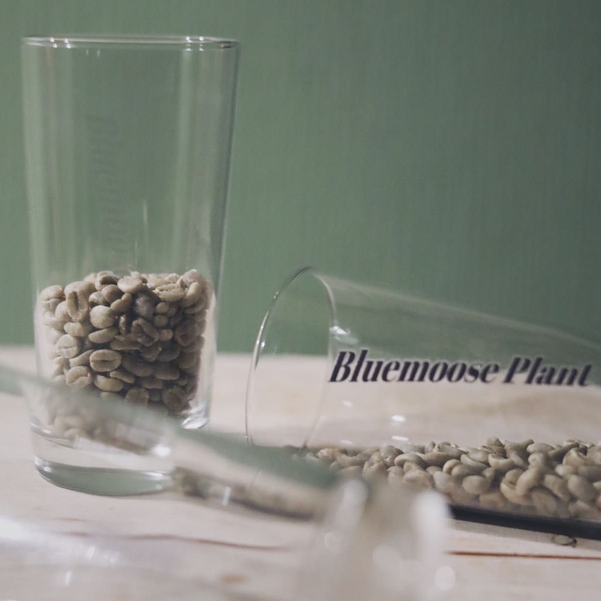 コーヒー豆 タンザニア キリマンジャロ最高ランクAA 200g Bluemoose Plant