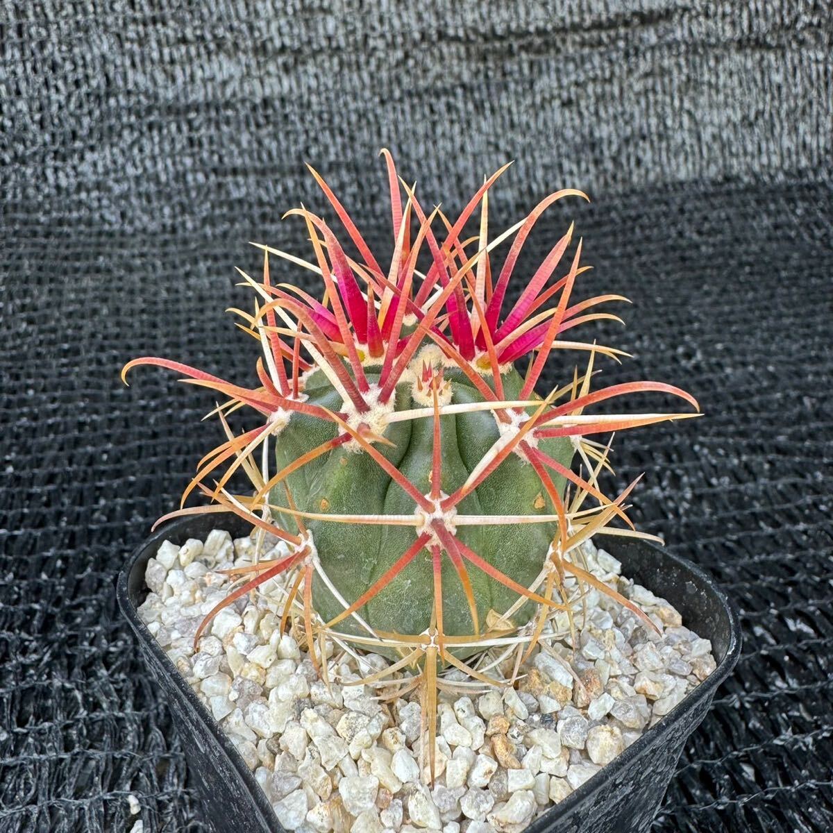 （神仙玉×晃山）　実生 （Ferocactus gracilis×Leuchtenbergia princip）_画像1