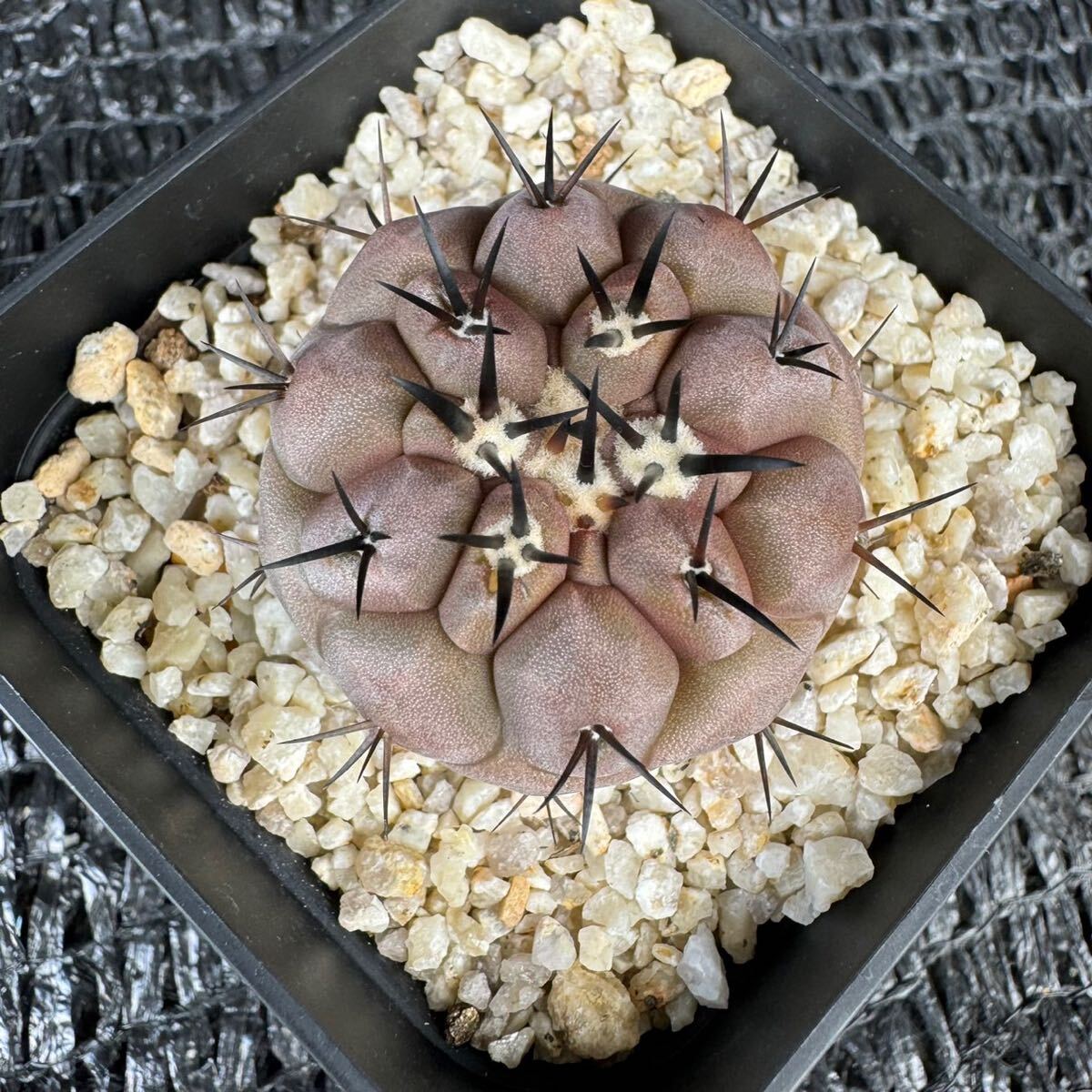 黒王丸　実生 Copiapoa cinerea_画像4