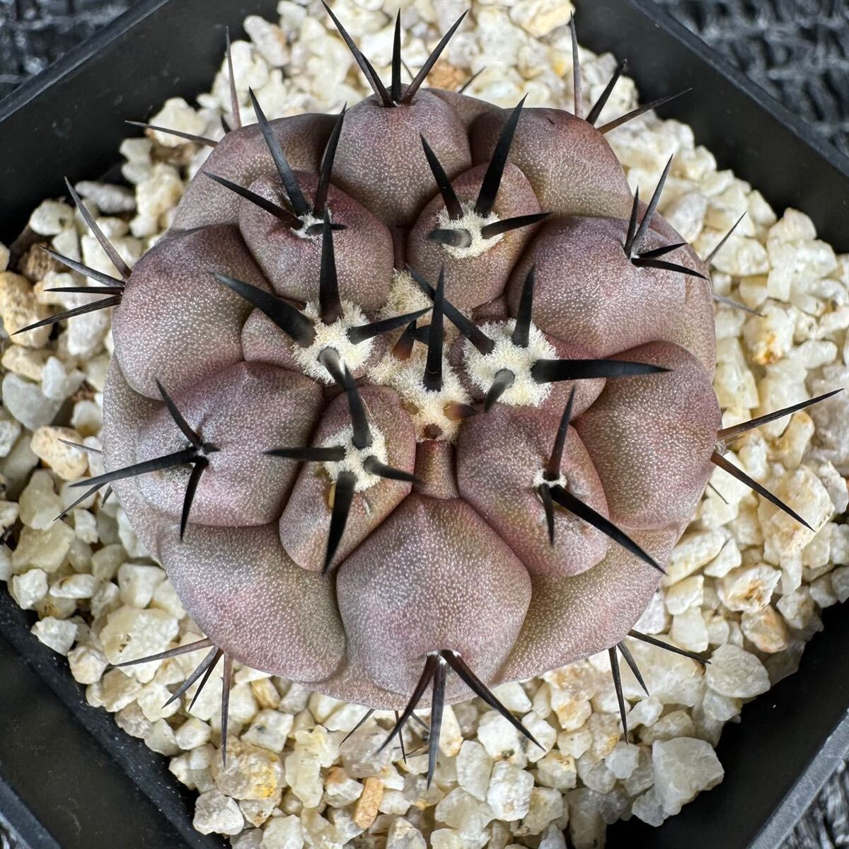 黒王丸　実生 Copiapoa cinerea_画像5