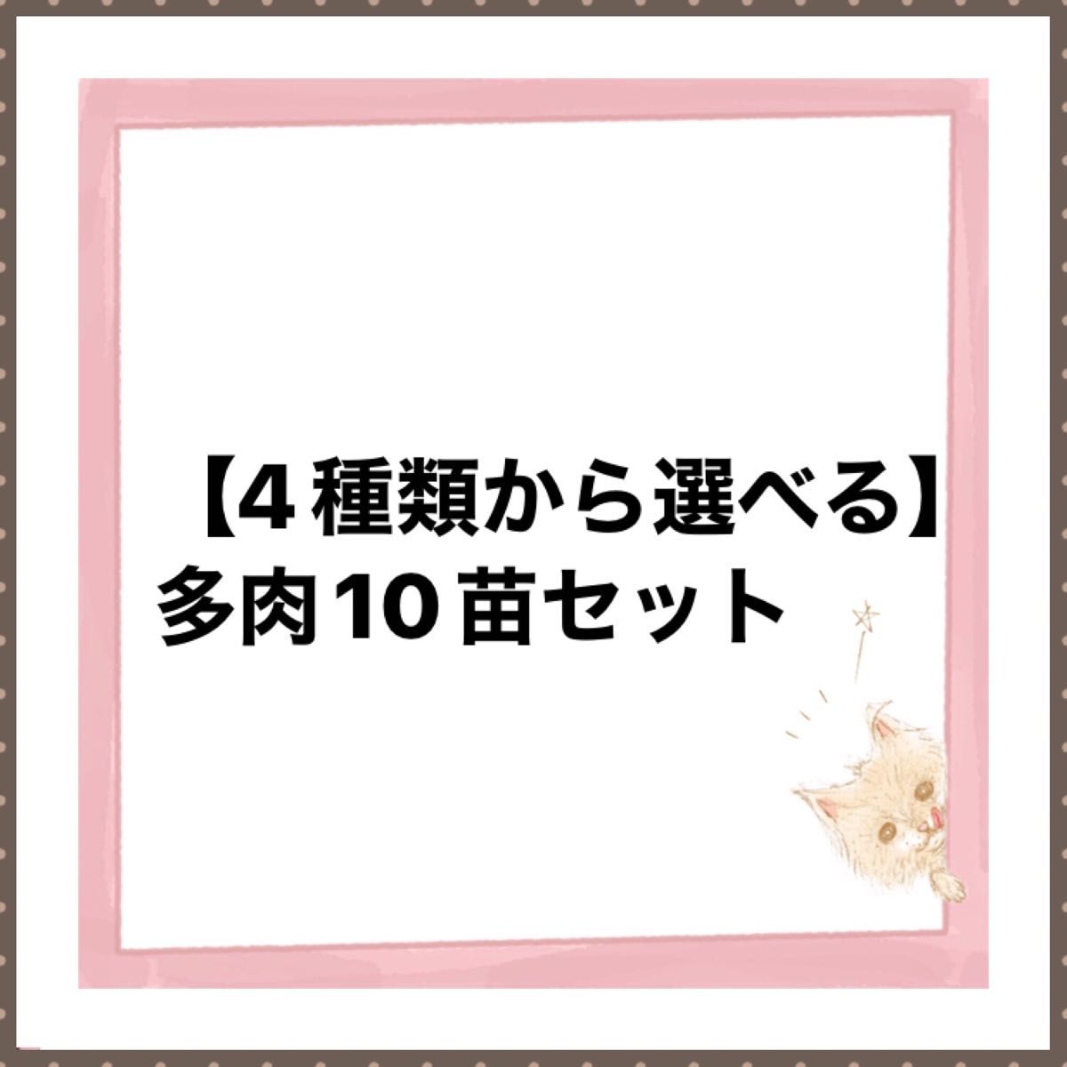 【4種類から選べる多肉】10苗セット　　　　　　　　　桃炭酸水　氷氷　氷玉  団子エケベリア　韓国苗