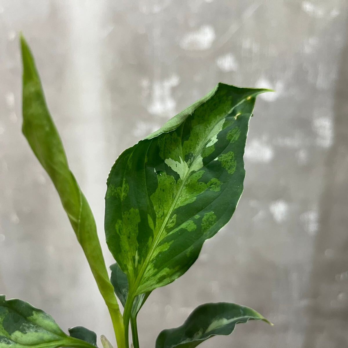 ［Pof］Aglaonema pictum tricolor アグラオネマ・ピクタム ・トリカラー①の画像2