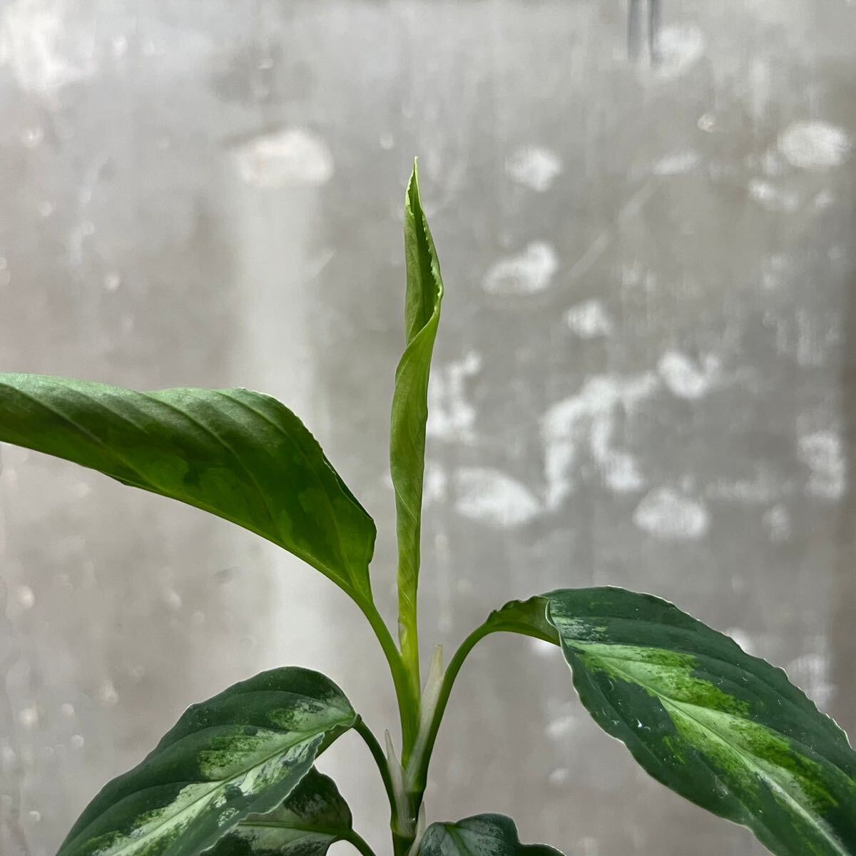 ［Pof］Aglaonema pictum tricolor アグラオネマ・ピクタム ・トリカラー①の画像3