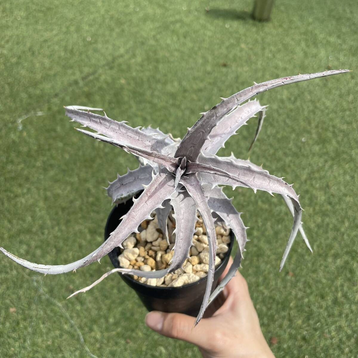 ［Pof］Dyckia goehringii Brazilian clone ( White Form ) ディッキア・ゴエリンギー・ブラジリアンクローン（ホワイトフォーム）の画像1