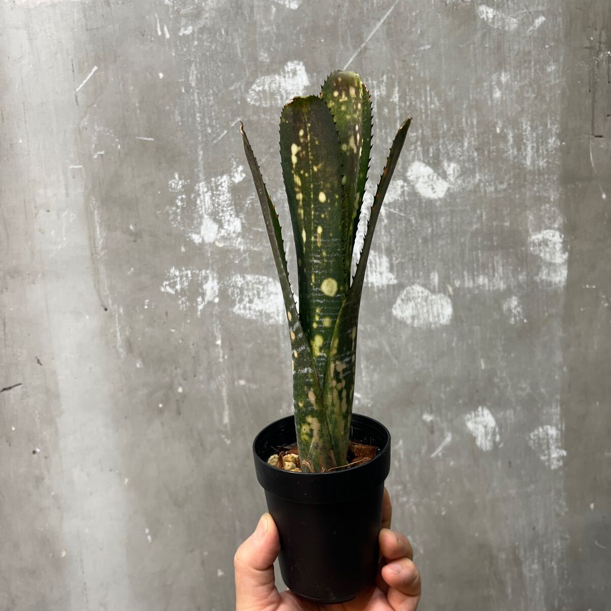 [Pof]Billbergia vittata Domingos Martins Bill bell механизм *bita-ta* Domingo s maru tins