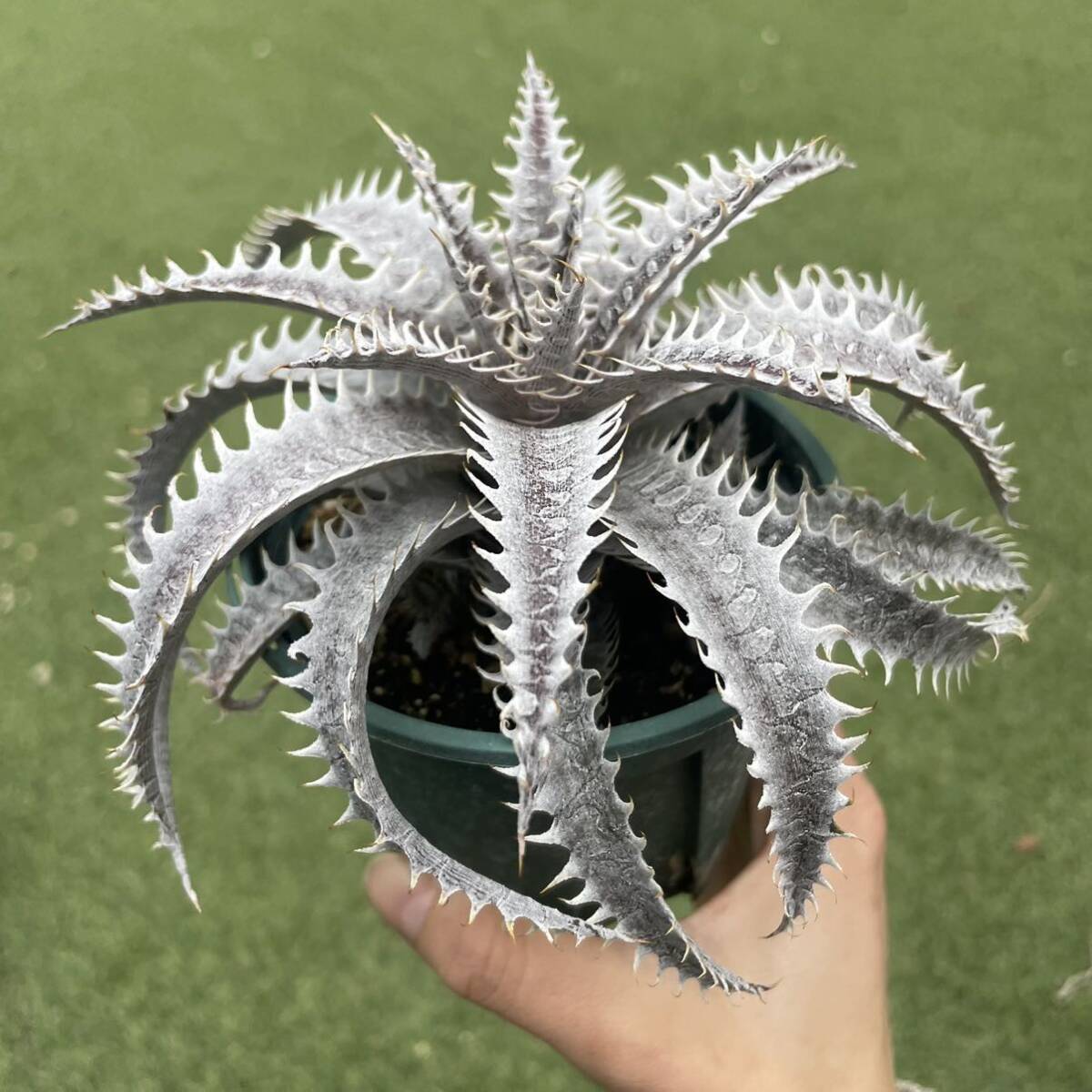 ［Pof］Dyckia Crystal Boy x Arizona original clone ディッキア・クリスタルボーイ x アリゾナ・オリジナルクローンの画像3