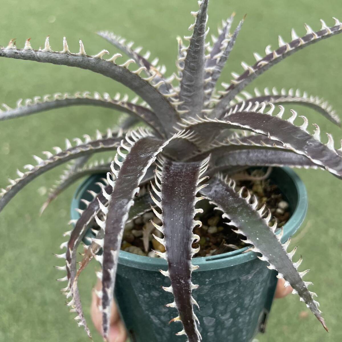 ［Pof］Dyckia Distortion × Arizona ディッキア・ディストーション×アリゾナの画像5