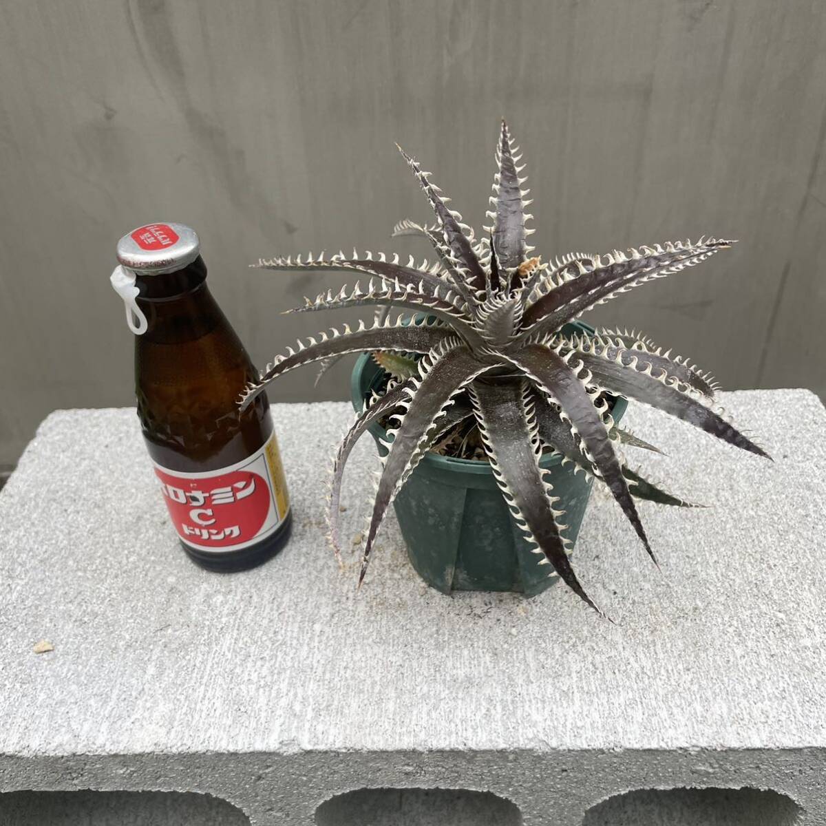 ［Pof］Dyckia Distortion × Arizona ディッキア・ディストーション×アリゾナの画像9