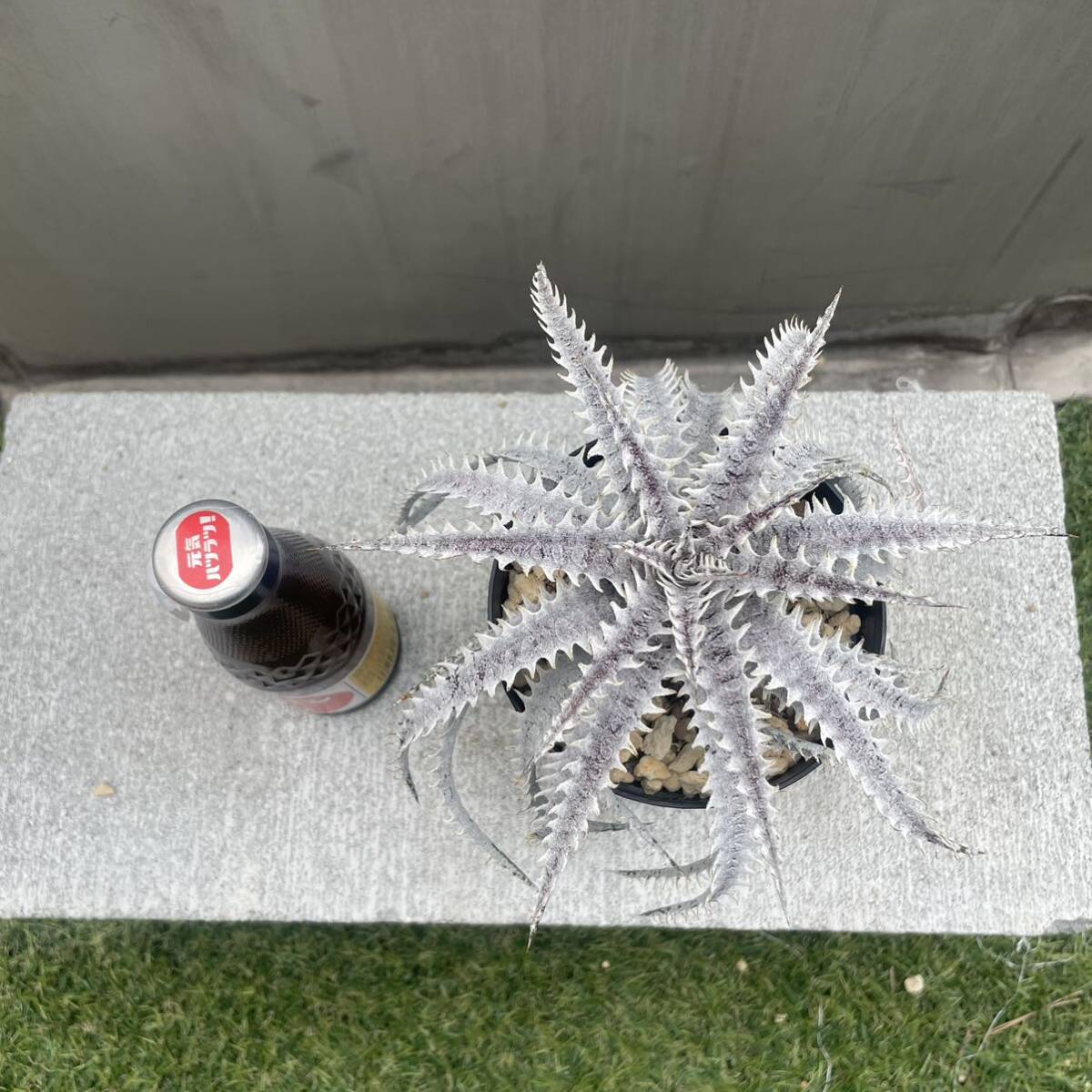 ［Pof］Dyckia Imperial Crown × GW ディッキア・インペリアルクラウン×GWの画像7