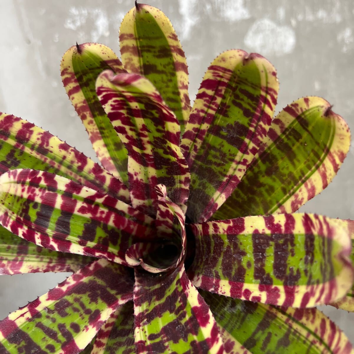 ［Pof］Neoregelia Wild Rabbit ネオレゲリア・ワイルドラビット_画像3