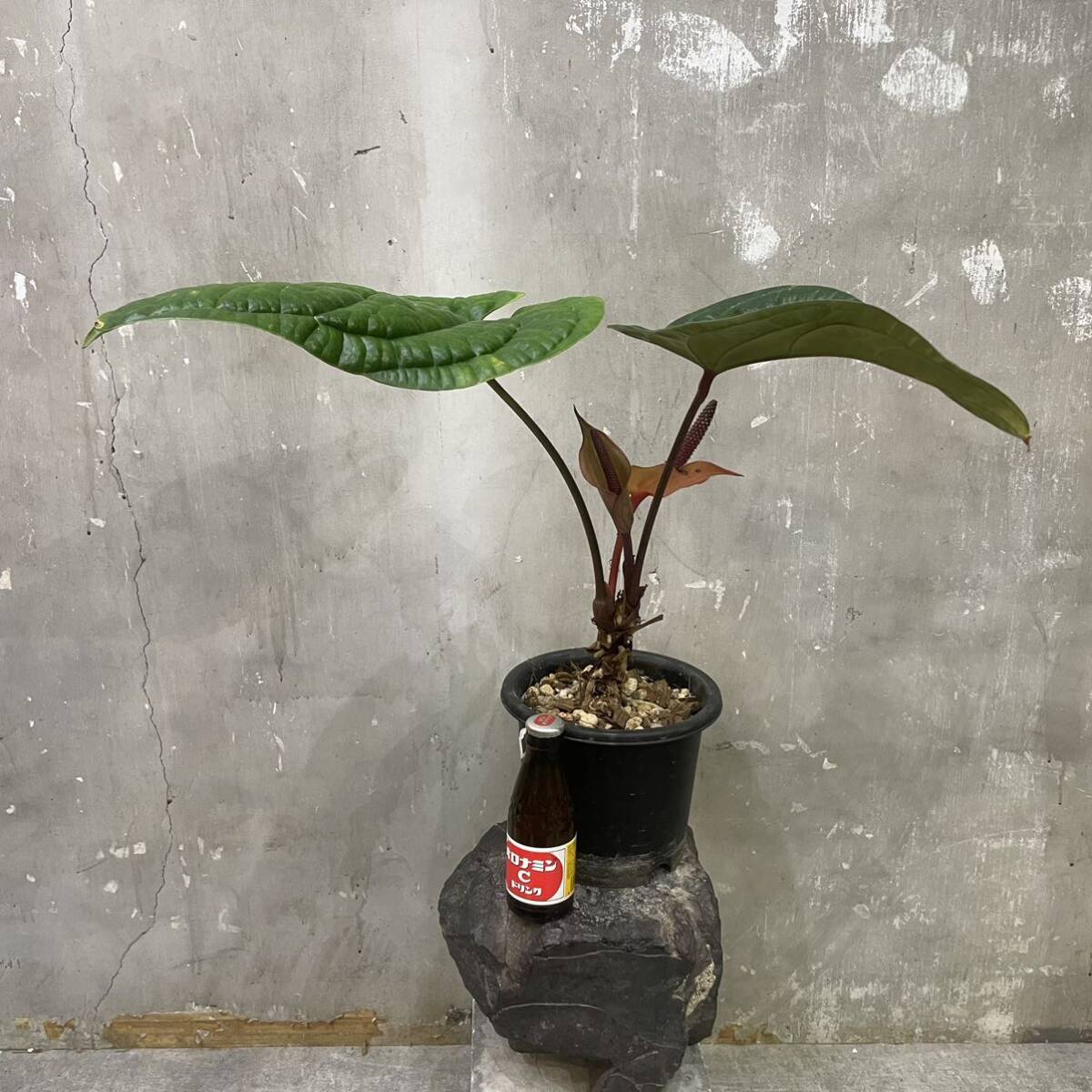 ［Pof］Anthurium radicans × dressleri アンスリウム・ラディカンス×ドレッシー _画像8