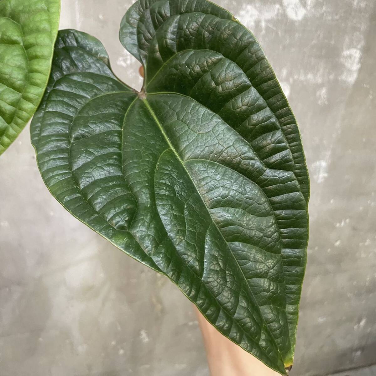 ［Pof］Anthurium radicans × dressleri アンスリウム・ラディカンス×ドレッシー _画像2